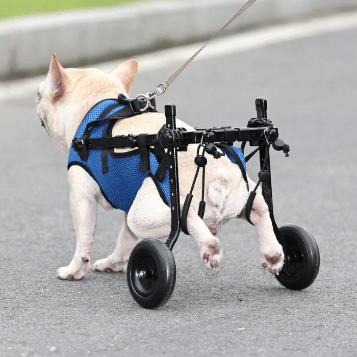 Chariot pour chien handicapé