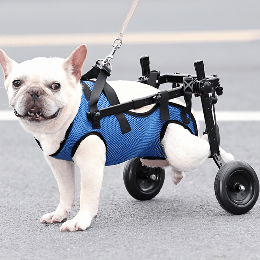 Chariot pour chien handicapé